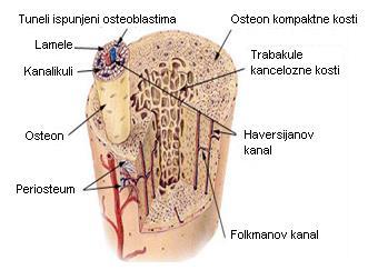 Sl. 24: Tipična makrostruktura i mikrostruktura koštanih tkiva (Atlas of orthopaedic pathology. Gower Medical Publishing, New York: 1992.