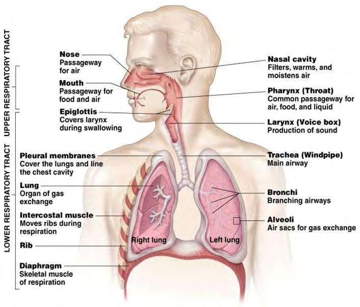 Σχήμα 1: Απεικόνιση αναπνευστικού συστήματος. Η άνω αεροφόρος οδός βρίσκεται στην κεφαλή και αποτελείται από τη ρινική κοιλότητα, τη στοματική κοιλότητα, το φάρυγγα και την επιγλωττίδα.