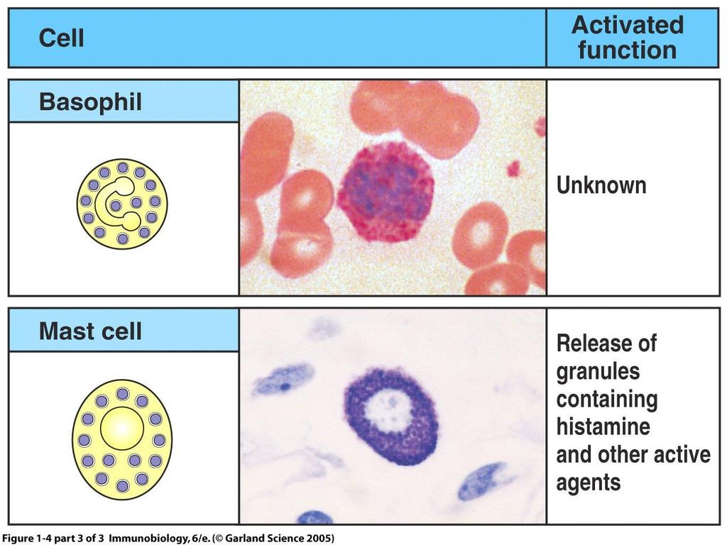 Λειτουργία των κυττάρων του Ανοσοποιητικού Συστήματος - Cause allergic symptoms - Contain anticoagulant heparin, which