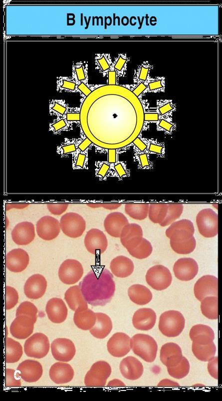 Β λεμφοκύτταρα: χυμική