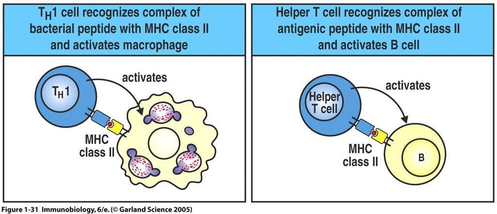 Βοηθητικά Τ λεμφοκύτταρα: κυτταρική ανοσία Βοηθητικά Τ κύτταρα (helper T cells - T H cells)
