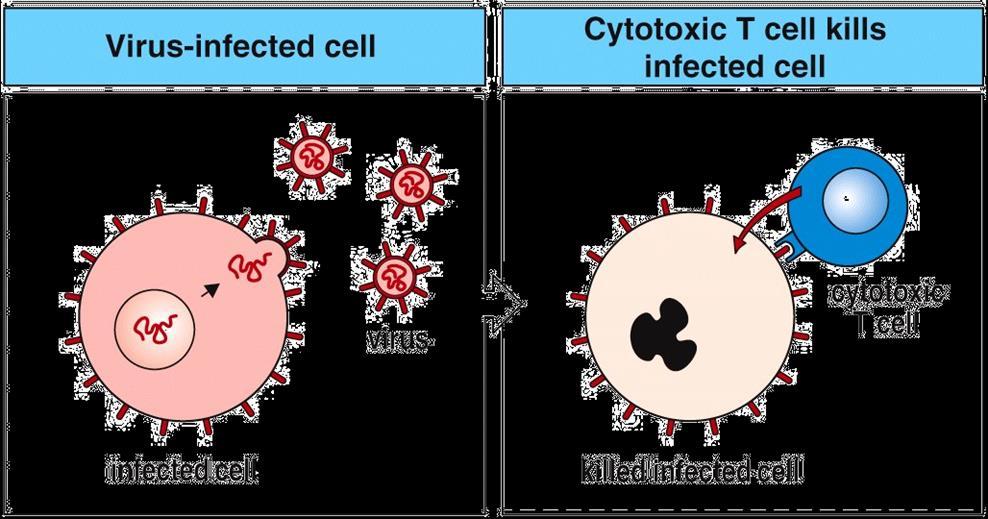 Κυτταροτοξικά Τ λεμφοκύτταρα: κυτταρική ανοσία Κυτταροτοξικά Τ κύτταρα