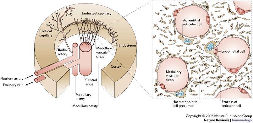 Πρωτογενή λεμφικά όργανα: Μυελός των οστών Nagasawa Nature Reviews Immunology 6, 107 116 (February 2006) doi:10.
