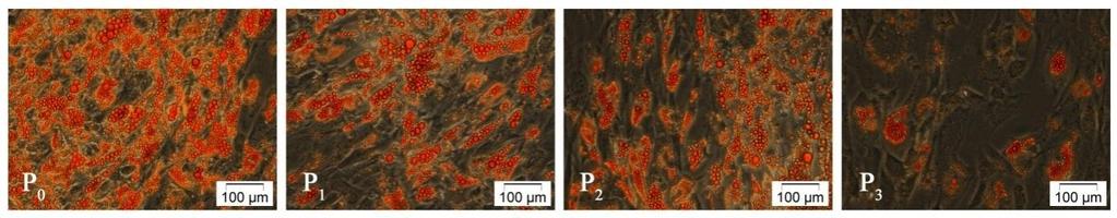 Tabelul 1- (a) Compozitia mediilor de inducere a adipogenezei testate; (b) distributia in timp a mediilor adipogenice conform protocolalelor elaborate de P1.