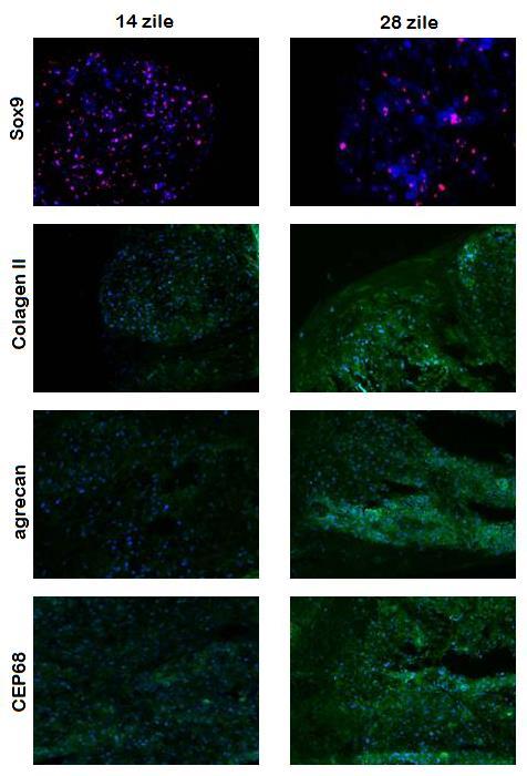 Fig.7- Evidentierea prin microscopie in fluorescenta a expresiei markerilor condrogenici Sox9, colagen II, agrecan si CEP68 in