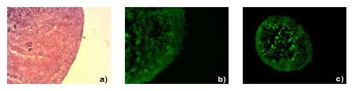 8- Imagini obtinute prin criosectionarea peletului rezultat prin condensarea condrocitelor izolate din cartilaj uman [CONTROL] (a)