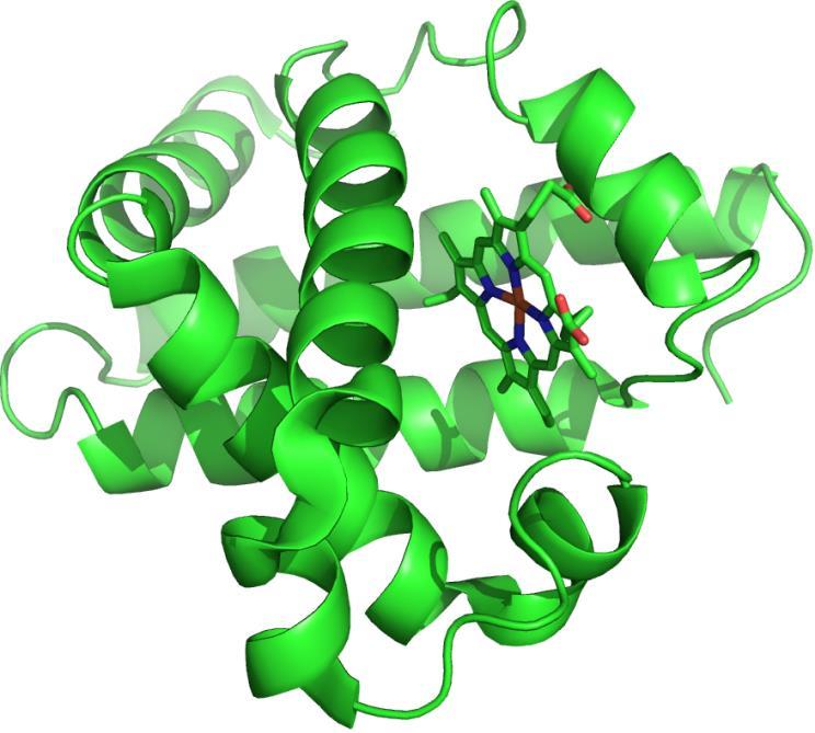 Prva određena proteinska struktura - mioglobin 1958 g.