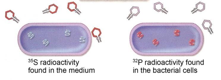Πρωτεϊνική κάψα σημασμένη με 35S Ιικό DNA σημασμένο με 32S Σήμανση βακτηριοφάγων Τ2 με ραδιενεργά