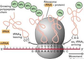 ΛΕΙΤΟΥΡΓΙΑ RNA Μόριο με πολλαπλές δράσεις μέσα στο κύτταρο: Πολυπεπτίδιο Ριβόσωμα (rrna +πρωτεΐνες) MicroRNA (mirna) mrna Αναστολή μετάφρασης Μη