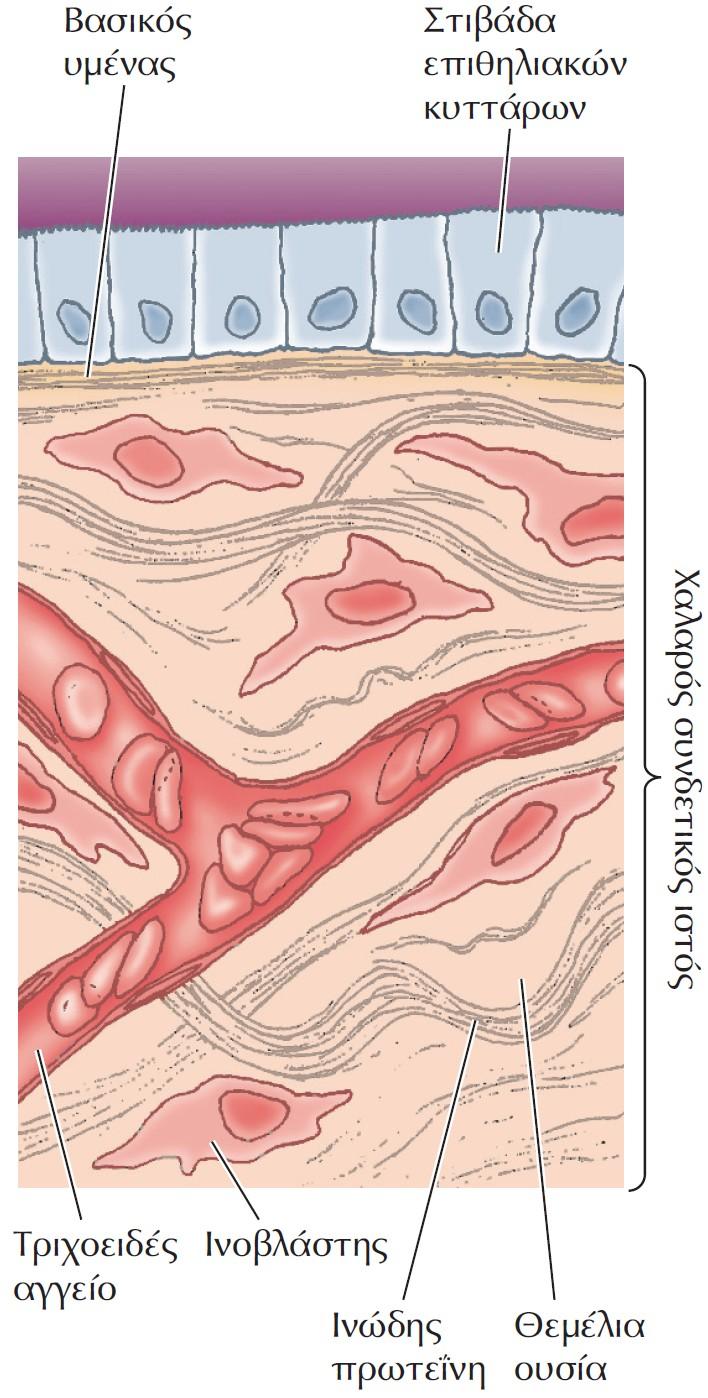 Παραδείγματα εξωκυτταρικού στρώματος. Στιβάδες επιθηλιακών κυττάρων στηρίζονται σε μια λεπτή στιβάδα εξωκυτταρικού στρώματος που ονομάζεται βασικός υμένας.