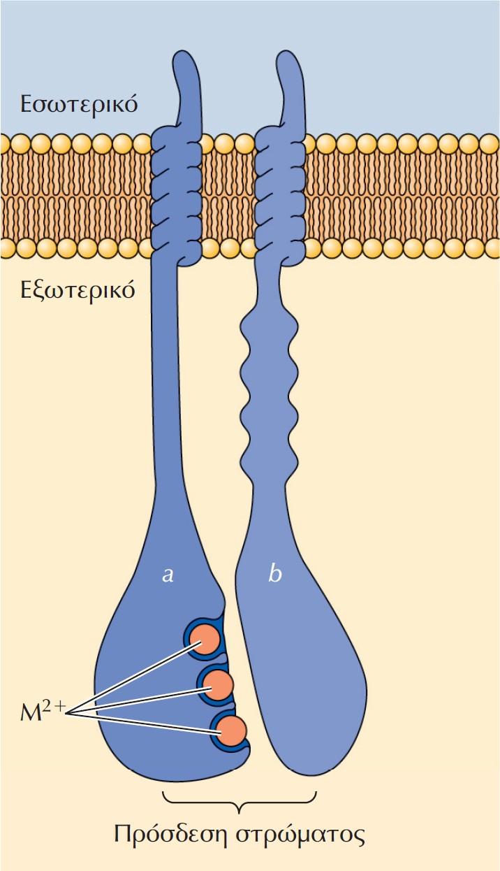 Δομή των ιντεγκρινών. Οι ιντεγκρίνες είναι ετεροδιμερή αποτελούμενα από δύο διαμεμβρανικές υπομονάδες, τις α και β.