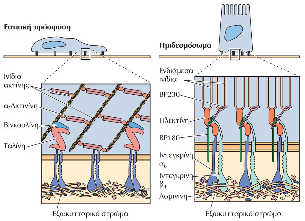 Συνδέσεις κυττάρου-στρώματος όπου συμμετέχουν ιντεγκρίνες.