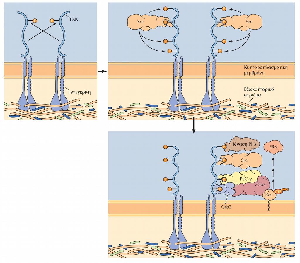 Το σηματοδοτικό μονοπάτι των ιντεγκρινών Η πρόσδεση ιντεγκρινών στο εξωκυτταρικό στρώμα οδηγεί στη δημιουργία συμπλόκων επιφέροντας την ενεργοποίηση της FAK μέσω αυτοφωσφορυλίωσης.