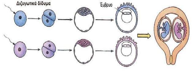 Έχουν, κατά την άποψή σας, χρωμοσώματα; Να αιτιολογήσετε την απάντησή σας. 1. Σπερματογόνια. Εντοπίζονται στην περιφέρεια των σπερματικών σωληναρίων των όρχεων. 2. Σπερματοκύτταρα 1ης τάξης.