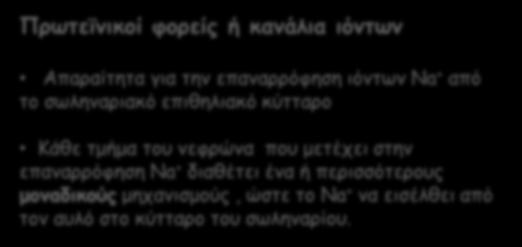 Απαραίτητα για την επαναρρόφηση ιόντων Na + από το σωληναριακό επιθηλιακό κύτταρο