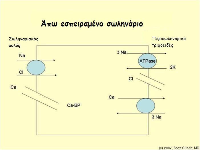 διουρητικά Αναστέλουν τον συμμεταφορέα