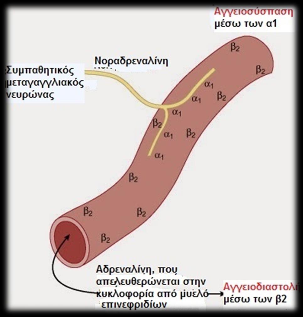 Αποτέλεσμα διέγερσης αδρενεργικών