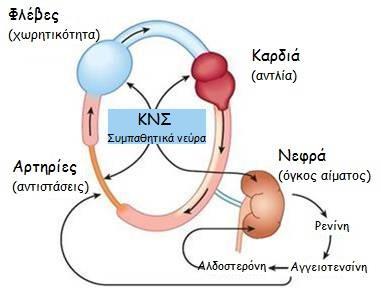 Πιθανοί φαρμακευτικοί στόχοι ΝΣ: μείωση συμπαθητικού τόνου ΚΑΡΔΙΑ: μείωση καρδιακής παροχής ΦΛΕΒΕΣ: