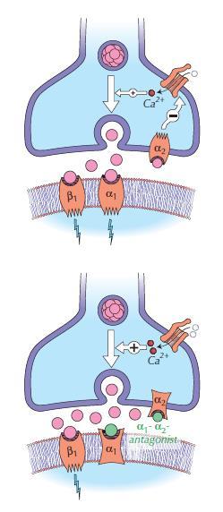 διέγερση Μη εκλεκτικοί a-αποκλειστές (α 1, α 2 ) Αποκλείουν μετασυναπτικούς α 1 Αποκλείουν προσυναπτικούς α 2 Αγγειοδιαστολή Ενισχύεται η απελευθέρωση νοραδρεναλίνης αναστολή Ταχυκαρδία