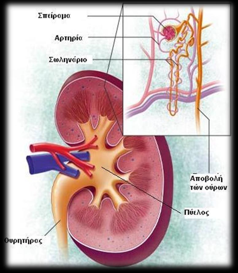 Στοιχεία φυσιολογίας Λειτουργίες νεφρών Παραγωγή ούρων και αποβολή ουσιών Ρύθμιση ισοζυγίου ύδατος, ηλεκτρολυτών και οξεοβασικής ισορροπίας (αποβολή Η+ και αποβολή ή παραγωγή διττανθρακικών)