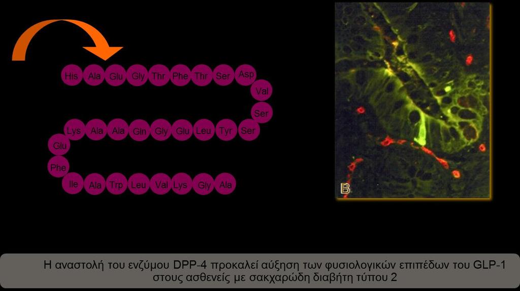 Το ενδογενές GLP-1 διασπάται γρήγορα από το ένζυμο DPP-4