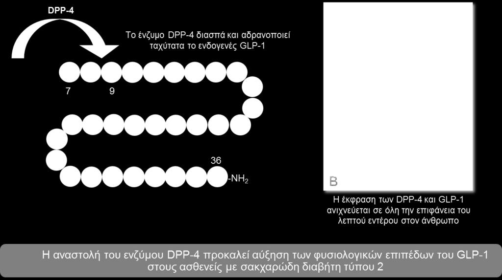 πεπτίδιο-1. Vilsboll T, et al. J Clin Endocrinol Metab.