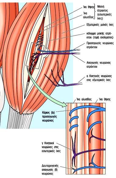 ΜΥΙΚΗ ΑΤΡΑΚΤΟΣ Οι ενδοατράκτιες ίνες είναι εξειδικευμένες μυικές ίνες μικρότερες από τις εξωατράκτιες ίνες και δεν συμβάλλουν σημαντικά στη μυϊκή σύσπαση.