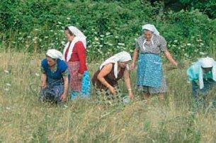 Εικόνα 15.1β: Θερισμός Ας συζητήσουμε με ποιες δραστηριότητες μπορούν να ασχοληθούν οι ορεσίβιοι άνθρωποι και πώς το κράτος θα πρέπει να τους βοηθήσει. Το χωριό σας είναι σε μια μεγάλη πεδιάδα.