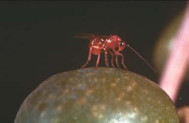 Prolastoptera berlesiana, (Diptera,Cecidomydae) Είναι µικρό µαύρο µε µακριά πόδια, έχει κεραίες νηµατοειδής µε πολλά άρθρα.