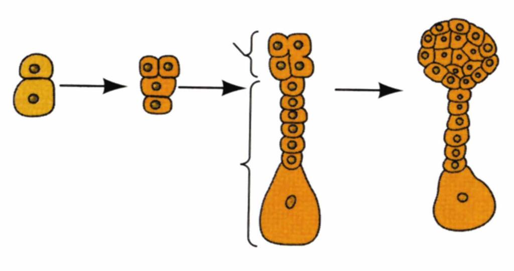 Η ΔΗΜΙΟΥΡΓΙΑ ΤΟΥ ΣΠΕΡΜΑΤΟΣ Κυτταρικές διαιρέσεις 1 η 2 η 3 η 4 η Κορυφαίο κύτταρο έμβρυο Κύτταρο βάσης αναρτήρας Η αρχική διαίρεση του ζυγωτού