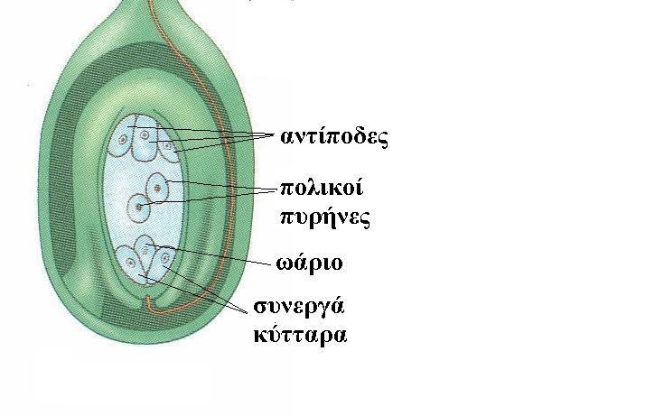 Η ΠΑΡΑΓΩΓΗ ΤΩΝ ΩΑΡΙΩΝ ΕΜΒΡΥΟΣΑΚΟΣ: