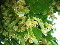 Παράγεται η κεφαλληνιακή ελάτη (Abies cephalonica) η οποία φύεται σε μεγάλες εκτάσεις των ορεινών περιοχών νότια του Ολύμπου, την Ευρυτανία, το Περτούλι, το Καρπενήσι, τον Ταΰγετο, την Αρκαδία, την