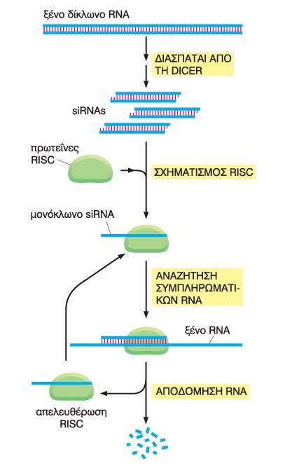 Ο μηχανισμός παρεμβολής του RNA καταστρέφει ξένα δίκλωνα RNA Το mirna μπορεί να παίξει ρόλο αμυντικού μηχανισμού του κυττάρου.
