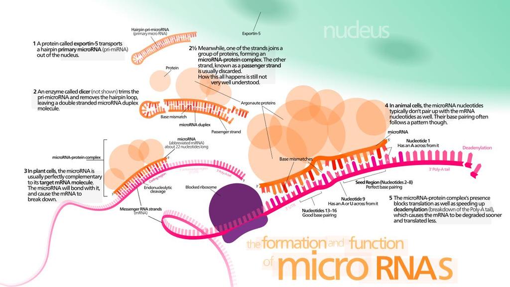 microrna (mirna) και μετα-μεταγραφομική ρύθμιση γονιδιακής έκφρασης μικρά μόρια μη κωδικοποιητικού RNA (περίπου 22 νουκλεοτιδίων) βρίσκονται σε κύτταρα