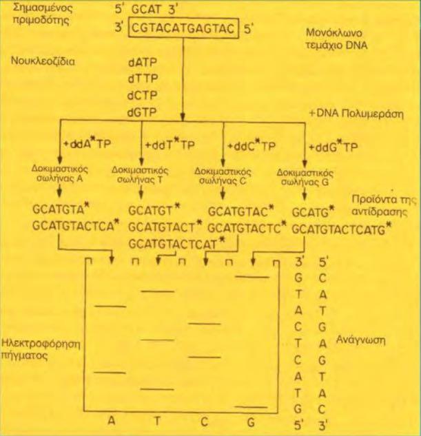 4 αντιδράσεις PCR μία για κάθε ddntp Σε κάθε δοκιμαστικό σωλήνα θα