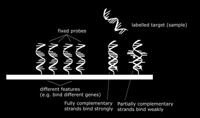2. Μικροσυστοιχίες DNA (DNA microarrays) Φωτολιθογραφία για κατασκευή συστοιχιών ολιγονουκλεοτιδίων Αλληλουχία βάσεων με βάση ένα συγκεκριμένο γονίδιο Τα νουκλεοτίδια υβριδιώνονται με