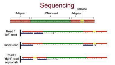 Μακριά μόρια RNA μετατρέπονται σε μία βιβλιοθήκη θραυσμάτων cdna (RNA or DNA fragmentation) Sequencing adaptors (μπλε) προστίθενται σε κάθε cdna θραύσμα και γίνεται ανάγνωση μιας μικρής αλληλουχίας