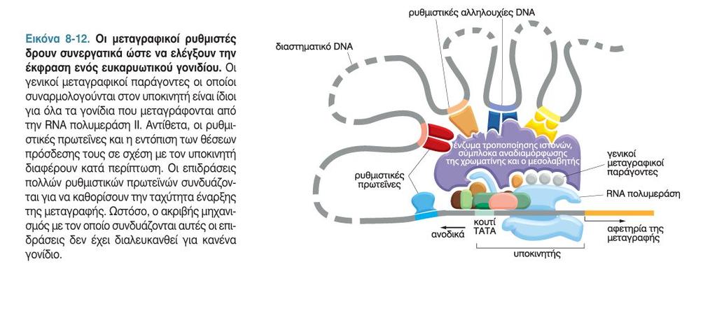 Ευκαρυωτικά: Υποκινητης (Promoter), Ενισχυτής (Enhancer) RNA