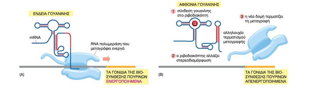 Μετα-μεταγραφικές ρυθμίσεις Οι μετα-μεταγραφικοί έλεγχοι λειτουργούν αφότου η RNA πολυμεράση έχει προσδεθεί στον υποκινητή ενός γονιδίου και έχει ξεκινήσει η σύνθεση του RNA Αυτορυθμιζόμενα μόρια