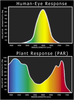 svetla v rozsahu od 400 nm do 800 nm, najcitlivejšie ale v rozsahu od 500 nm do 650 nm. Pre rastliny je najdôležitejšie tzv.