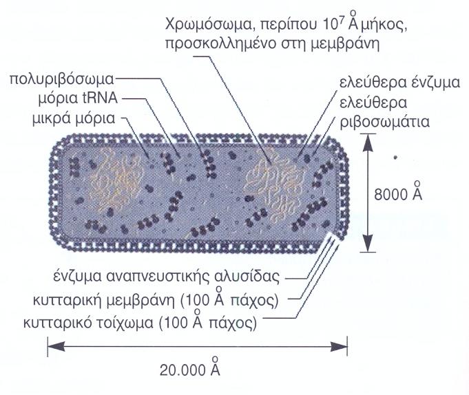 Οργάνωση