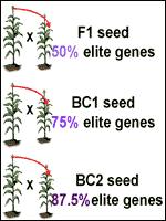 Βελτίωση Φυτών Το «πρόβληµα» Για την ενσωµάτωση της γενετικής πληροφορίας η οποία κωδικεύει ένα επιθυµητό χαρακτηριστικό σε µια καλλιεργούµενη ποικιλία χρειάζονται πολλές επαναδιασταυρώσεις