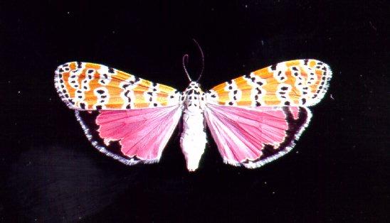 Lepidoptera επιτρέπουν την επιλογή από το θηλυκό Arctiidae συζευγνύονται πολλές φορές (έως 13)