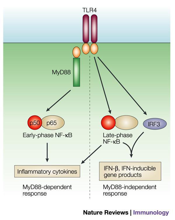 Tubulárne bunky a zápal aktívna participácia na zápalovej odpovedi sekrécia TNFα, MCP-1, IL-8, IL-6, IL-1β, TGF, RANTES.