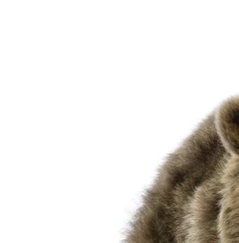 Η πανίδα των ελληνικών δασών: http://kpe-kastor.kas.sch.gr/dasos/b10/fauna.htm.