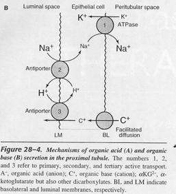Tblarna sekrecija (TS) Renalni prenašalci membranski ATP odvisni prenašalci P-glikoprotein vinka alkaloidi, cimetidin, digoksin, IV1 proteazni inhibitorji, hidrokortizon, antineoplastičen č.