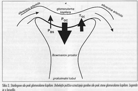 ELIMINACIJA UČINKOVIN V LEDVICA Eliminacija= f (fizikalno kemijskih parametrov) GLOMERULNA FILTRACIJA (MM) TUBULARNA SEKRECIJA (pka, log D) TUBULARNA REABSORPCIJA (pka, log D) Izločanje činkovin v