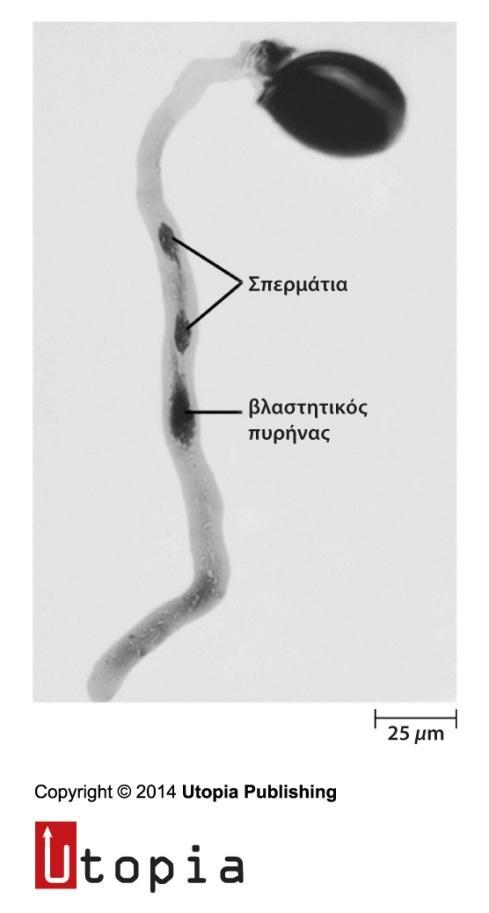 Λίγο πριν την διπλή γονιμοποίηση: Από τη σύντηξη του ενός σπερματικού κυττάρου(σπερματίου) με το ωοκύτταρο