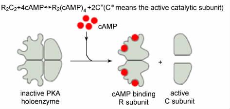 994 22 5 Conclusion and outlook 1 1 ATP 4 PKA γ 2 4 5 G 60 1 PKA camp Fig.