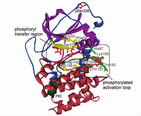 5 PKA balanol 995 2 C ATP PKI PDB ID 1ATP C loop 3 R camp PDB ID 1RGS A B camp R PKI A B A ATP / Mg 2 + B / C camp pthr197 pser338 pthr197 phosphate-binding cassettepbc Trp260 Tyr371 α Glu261 Arg366